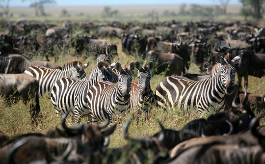 Zebras and Wildebeests in Masai Mara National Reserve